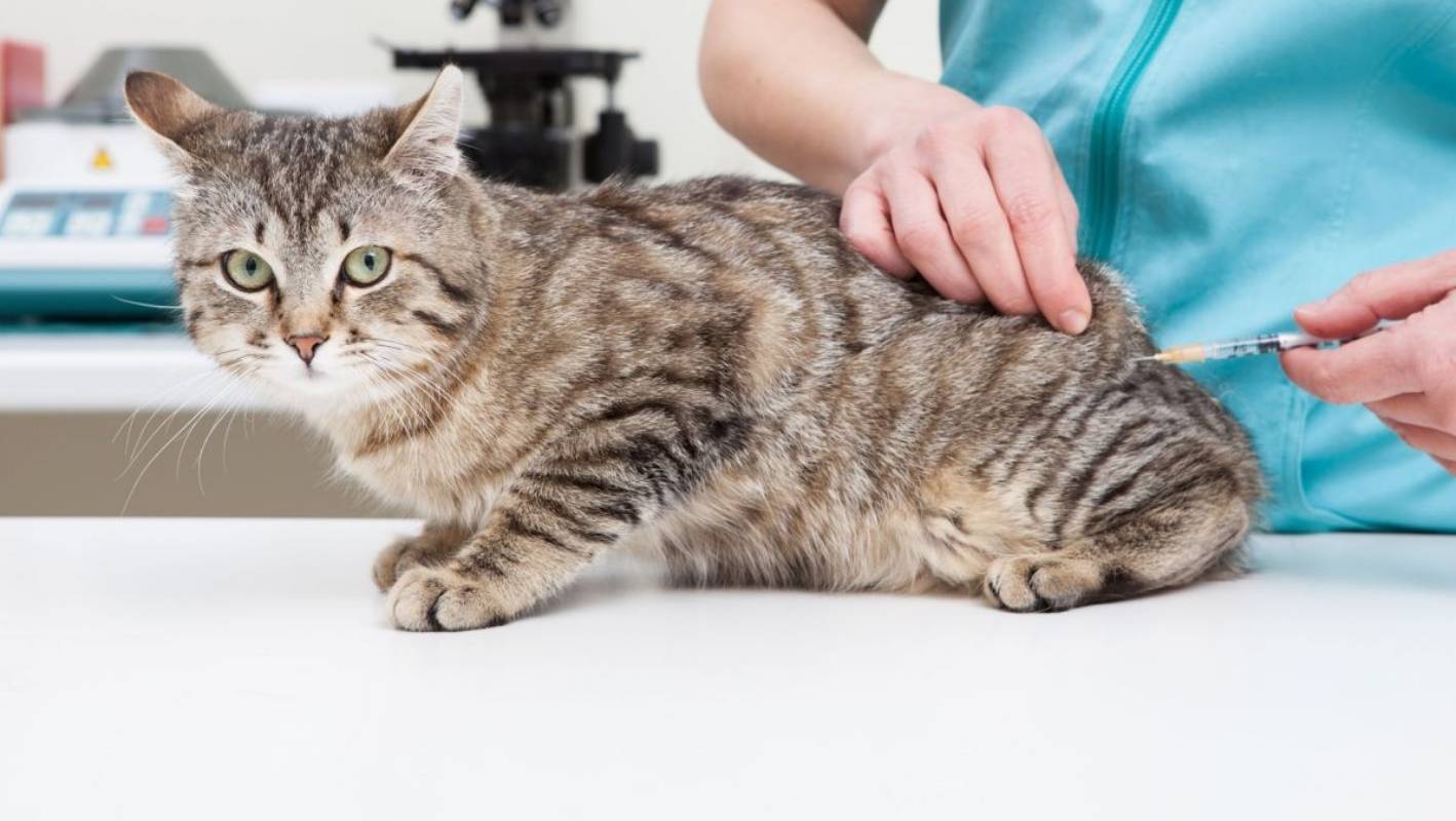 kedi aşıları ne zaman