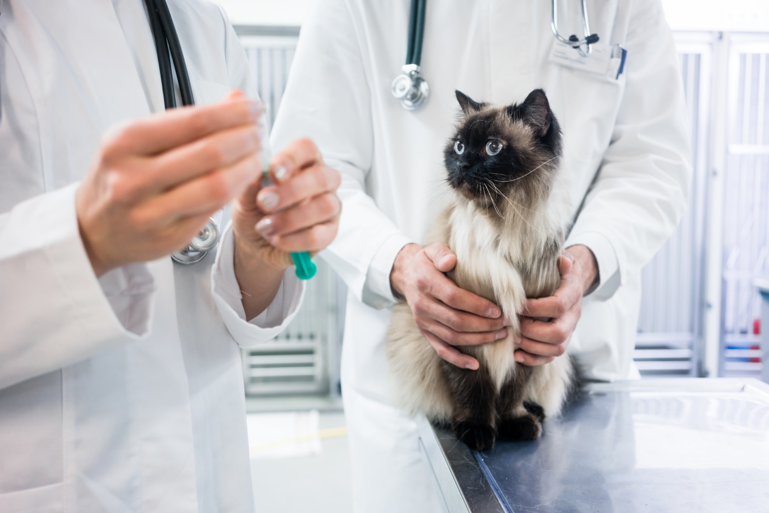 Kedi Aşıları Kediler Hakkında Bilgiler